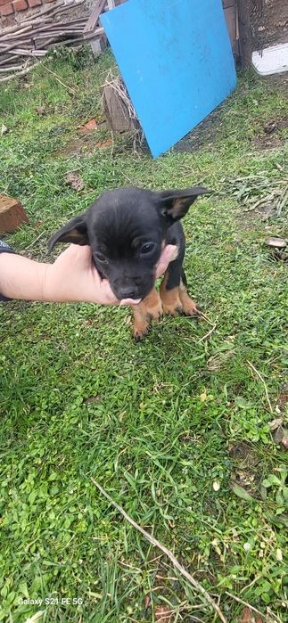 Сладки кучета подаряват