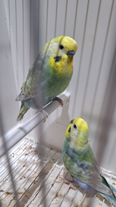 Peruși Rainbow Rainbow