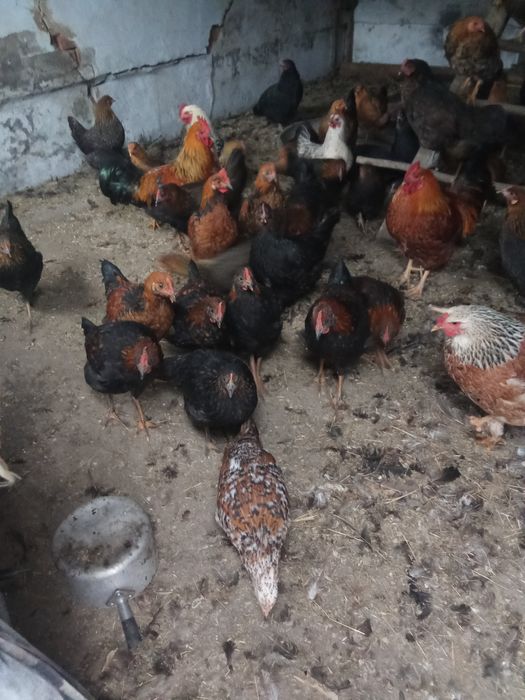 Продам петухов 7-8шт крупные