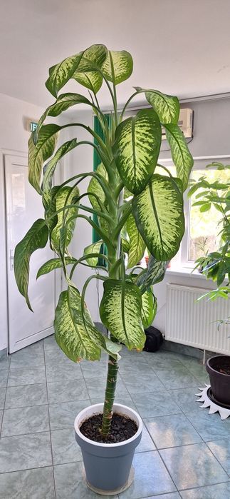 Floare de interior DIEFFENBACHIA 3 m innaltime