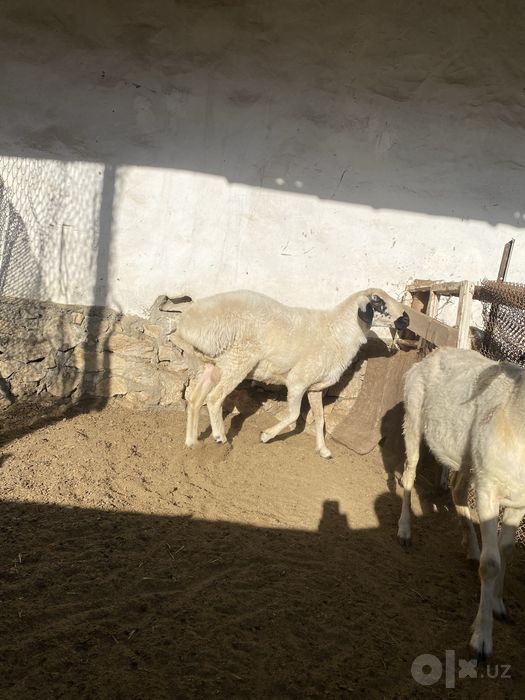 Qo’chqor sotiladi