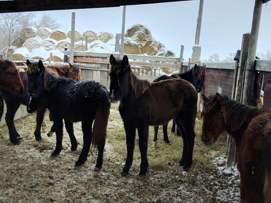 Жеребёнок 10 месяцев продается