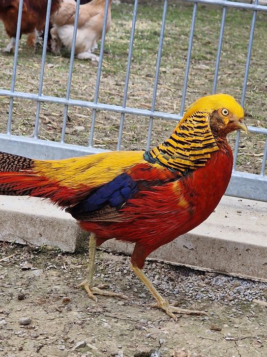 Plasă  Voliere Păsări protectie și siguranță