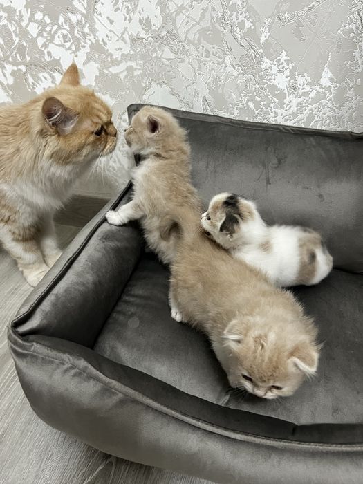 Продаются породистые котята