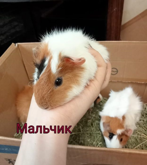 Продам морских свинок