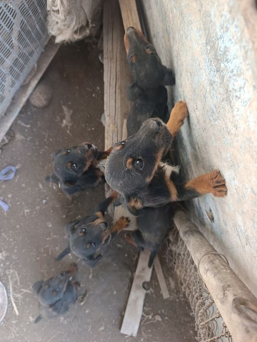 Ягдтерьер щенки 3 месяца