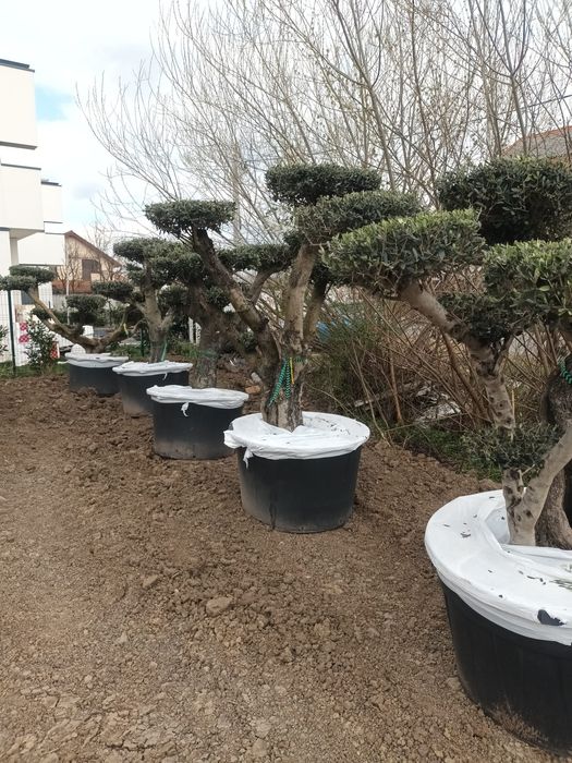 Plante ornamentale / ierburi decorative / gard viu veșnic verde: Cupressus  Arizonica, Leylandii, Prunus, photinia/Conifere