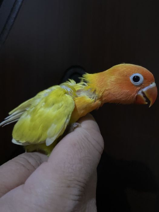 Ruchnoy popugay sotiladi