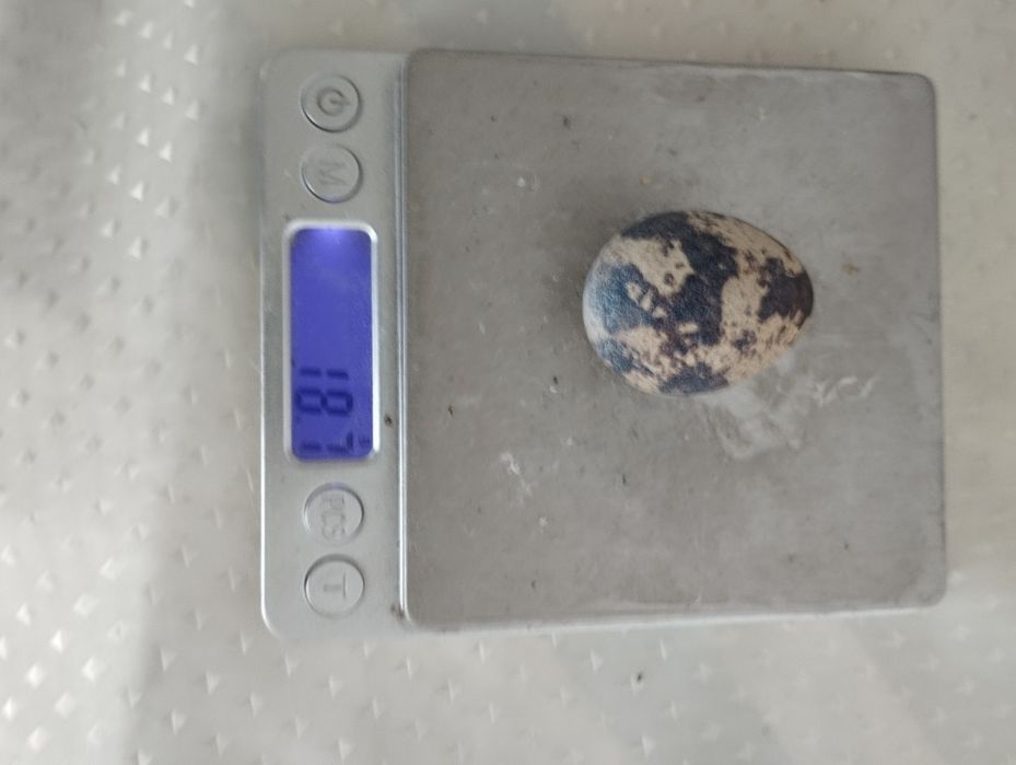 Продам. Перепела