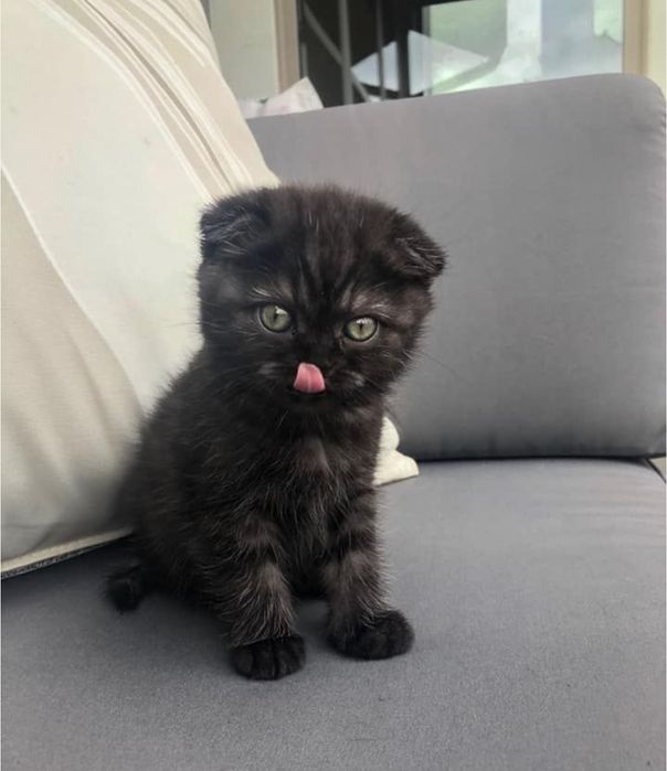 Шикарные малыши прямоухие по 15к, веслоухие 25