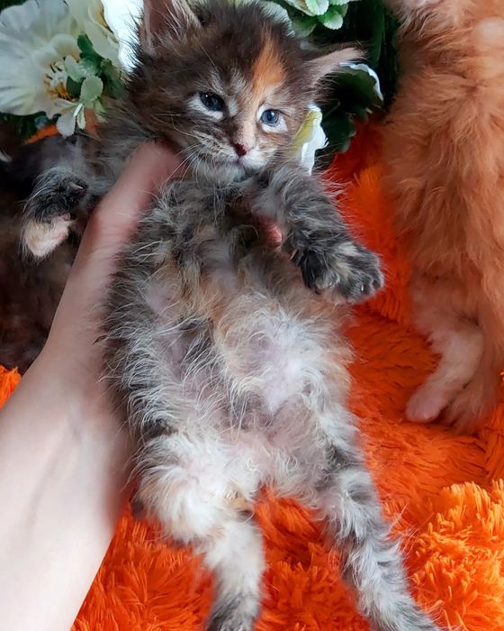 Котята МЕЙН КУНЫ. От 2х месяцев