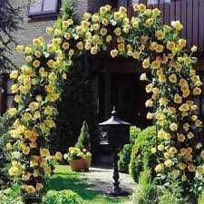 Răsad (butas) Trandafir cățărător /curgator, rosu, alb, roz sau galben