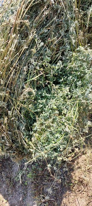 Baloți de fân,dreptunghiular,rotund! Baloți de lucernă!