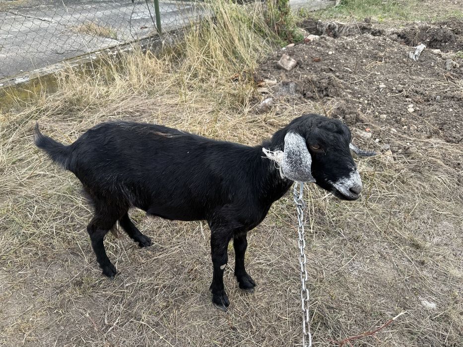 Vând o iadă și un țap anglo