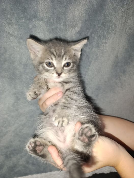 Котята породистые