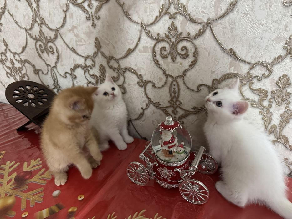 Котята пародистые Scottish Straight