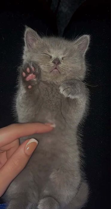 котята котята котята