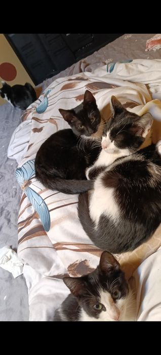 Ofer spre adoptie pisoi draguti stapanilor responsabili
