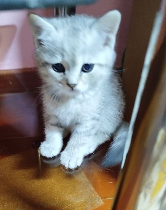 Продаются котята