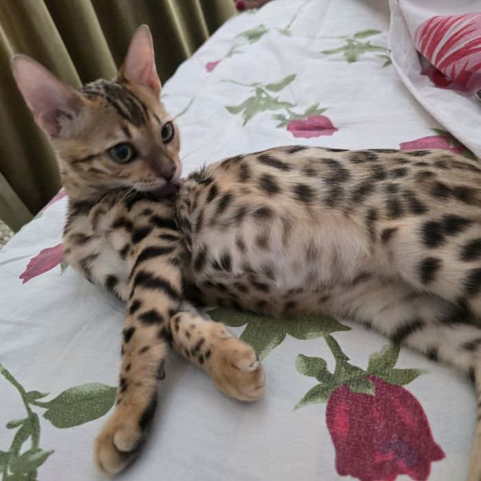 Продам красавчика бенгала