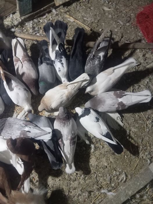 Продам голубей бакинцев