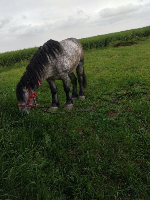 Vândă cal de 3 ani merge și la căruță
