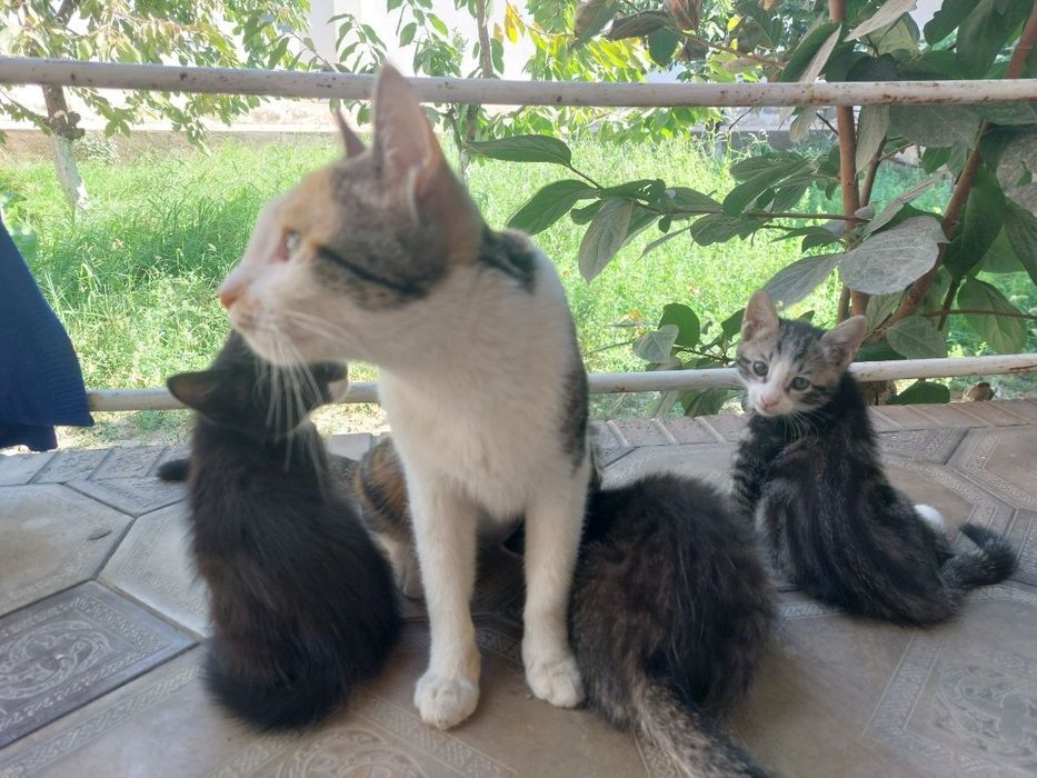 Котята в хорошие руки