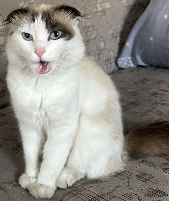 Отдам    кота