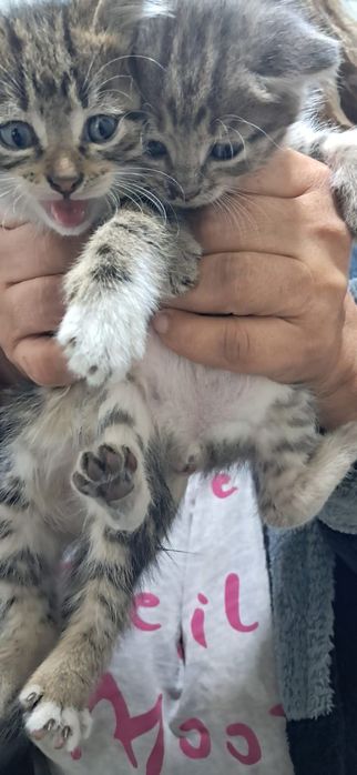 Отдам котят в хорошие руки