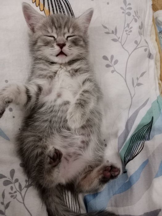 Отдам  красивую кошечку