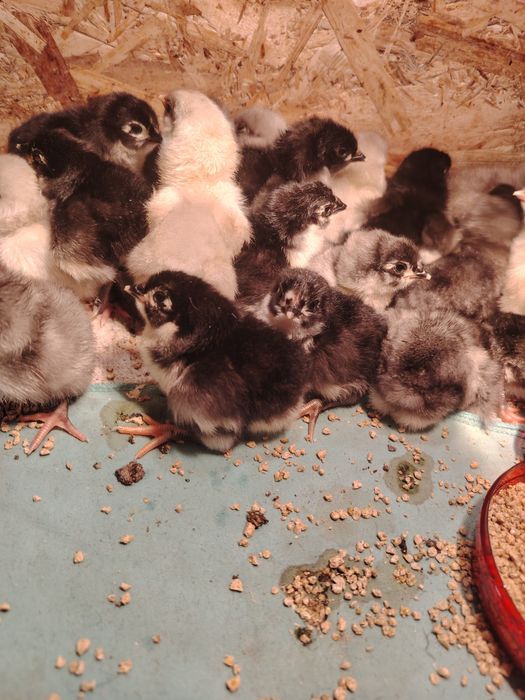 Vând pui de găina Australorp.