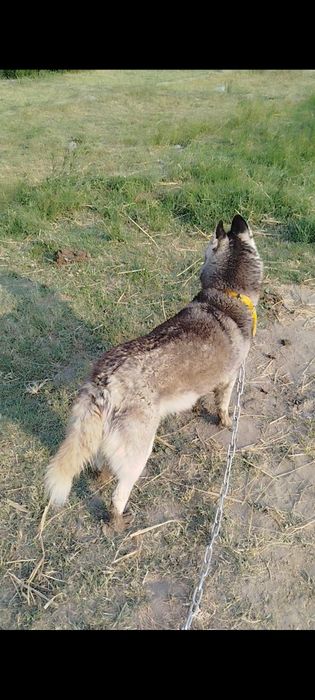 Xaski 7 oylik urğochi 100$ kelishtirib beramiz