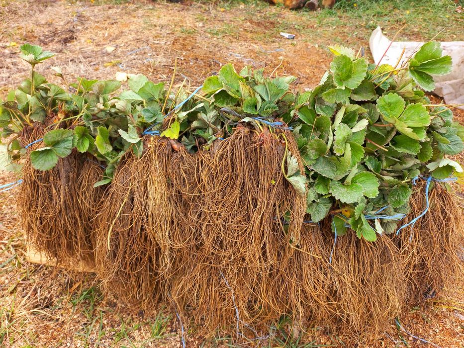 Продавам качествен Разсад ягоди