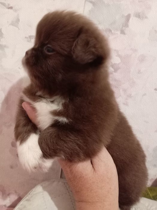Продам щенков шпице пикинеса.