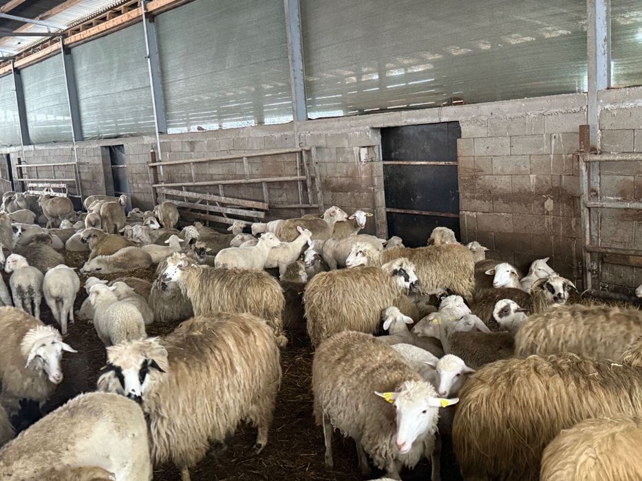 Oi Lacaune și metis de vânzare