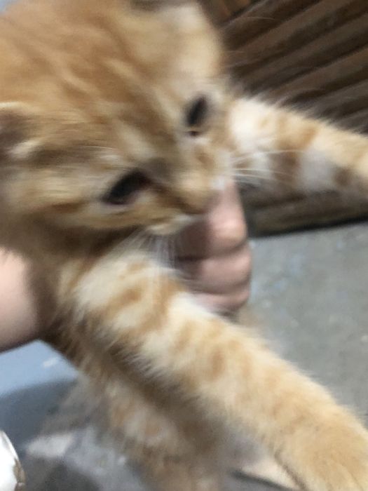 Срочно отдам даром котенка только срочно