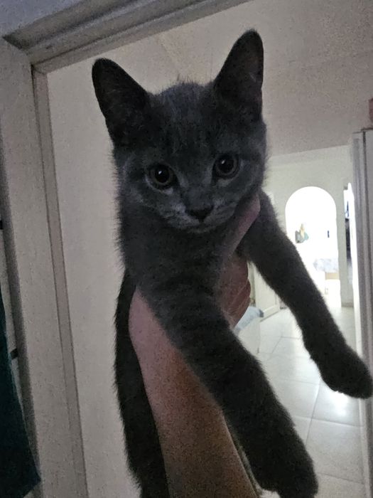 Котёнок британский