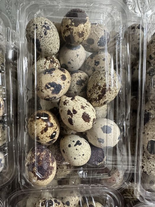 Бедана тухумлари. Свежий хар кун тугади