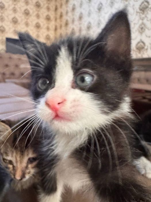 Кошки, отдам в добрые руки