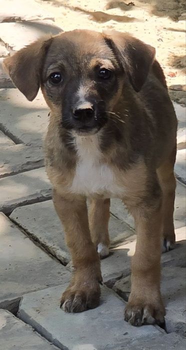 Щенки ищут дом и любящих хозяев