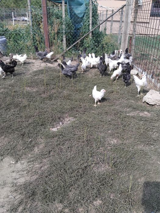 Vind puicute si cocosi ameraucana