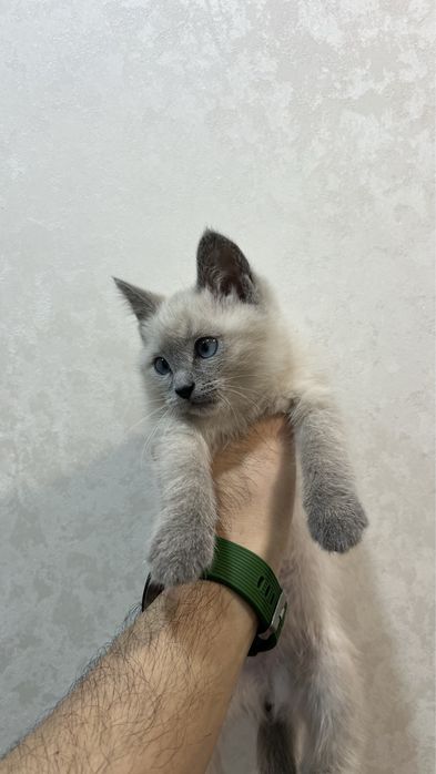 Котёнок Британка голубоглазая