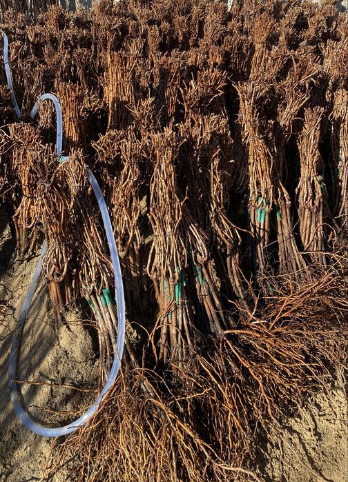 Butasi vita de vie!!!