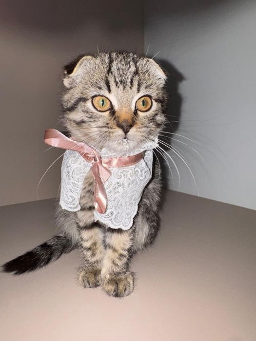 Котята 2 мальчика 1 девочка