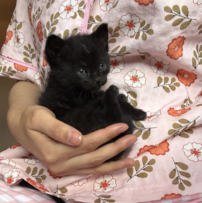 Котята в хорошие руки