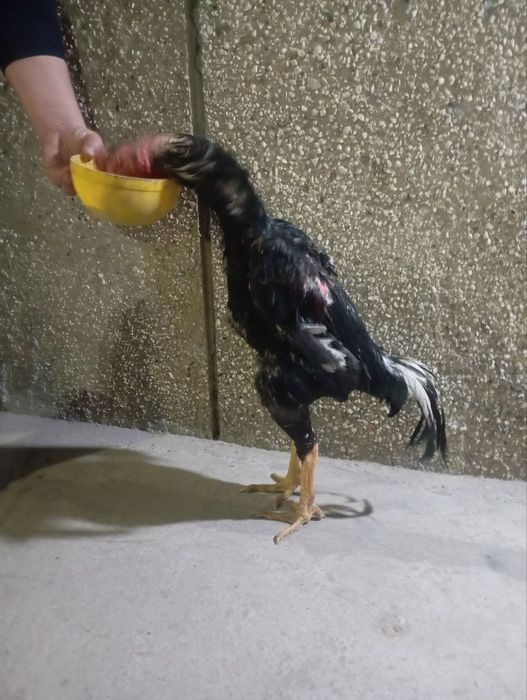 Жужа сотилади.3 пихчи