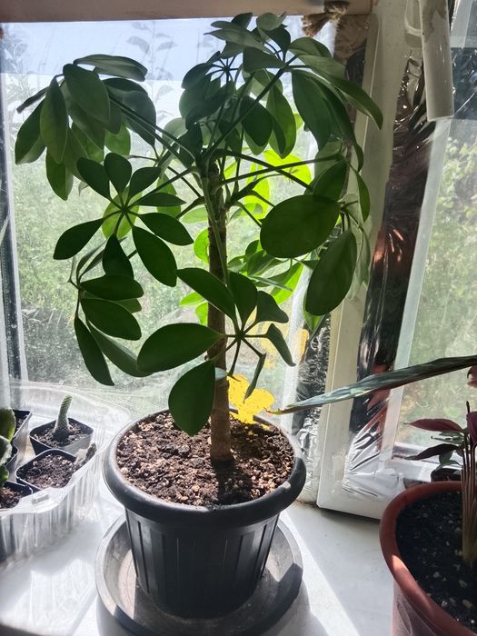 Продам домашниицветы