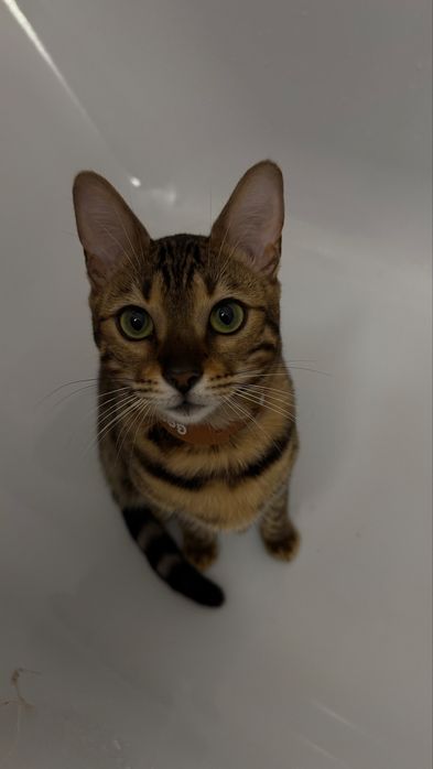 Продам кошку Бенгальскую