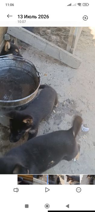 Щенки немецкой овчарки