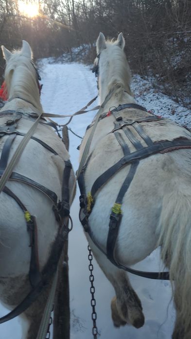 2 Cai de vânzare ,foarte buni de munca și extrem de cuminți